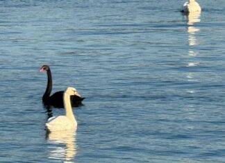 SLATINA. MINUNEA DE LA „PODUL OLT” : LEBĂDA NEAGRĂ ,CUPLATĂ CU UNA ALBĂ !!!