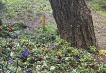 Flori aruncate peste gard de angajații DUS