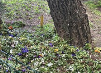 Flori aruncate peste gard de angajații DUS