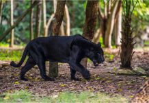 Cum s-a viralizat subiectul panterei negre, oportunitate de marketing pentru branduri