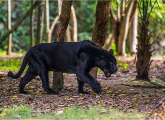Cum s-a viralizat subiectul panterei negre, oportunitate de marketing pentru branduri