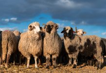 Virusul POX, variola ovină, prezent în județul Olt