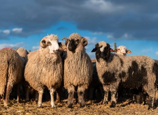 Virusul POX, variola ovină, prezent în județul Olt