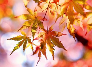 Toamnă neobișnuit de caldă în România: Cum va fi vremea în următoarele patru săptămâni