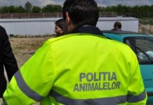 Olt-Câine accidentat intenționat în orașul Potcoava, salvat de polițiști. Autorul este cercetat penal după ce imaginile au ajuns pe internet