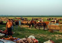 Osica de Sus își pierde vechiul comerț cu animale: restricțiile impuse în târgul săptămânal provoacă revoltă înainte de Paște