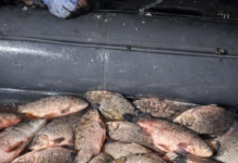 Plase ilegale descoperite la barajul Arcești. Persoana care le-ar fi montat a fost prinsă