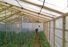 Problemele din solarii, discutate direct la Pleșoiu