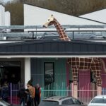 WhatsApp Image 2026-03-31 at 17.30.38