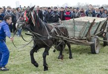 Tradiția ecvestră revine la Brâncoveni: sărbătoarea „Încuratul cailor” a fost reprogramată pentru 28 martie