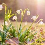 vine-primavara-saptamana-viitoare-vor-fi-temperaturi-de-18-grade-1049085