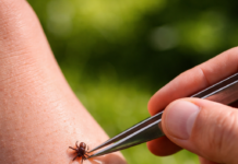 Pericolul mai puțin cunoscut al căpușelor: infecția virală care poate deveni mult mai gravă decât boala Lyme