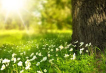 După Paște, temperaturile urcă ușor în județul Olt