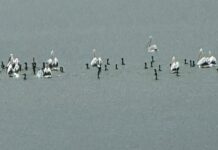 O apariție rară pe râul Olt: colonie de pelicani surprinsă în zona Moșteni