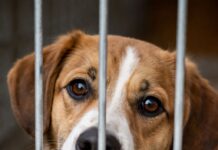 Campanie de adopție la Slatina: câinii fără stăpân își caută familii noi