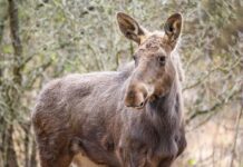 ELANUL REVINE ÎN PĂDURILE DIN ROMÂNIA DUPĂ MAI BINE DE 200 DE ANI. EXEMPLARE ADUSE ÎN PARCUL NATURAL VÂNĂTORI NEAMȚ