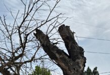 DISPARE TUFANUL SECULAR DIN OLT