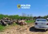 Controale în Olt pentru combaterea neregulilor din domeniul lemnului