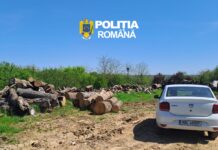 Controale în Olt pentru combaterea neregulilor din domeniul lemnului