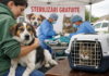 Campanie gratuită de sterilizare pentru câini și pisici în Priseaca: inițiativă pentru reducerea abandonului și protecția animalelor