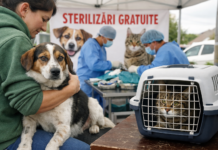 Campanie gratuită de sterilizare pentru câini și pisici în Priseaca: inițiativă pentru reducerea abandonului și protecția animalelor