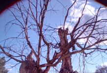 TUFANUL SECULAR DIN DRĂGĂNEȘTI-OLT S-A STINS…!