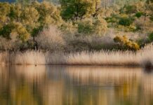 Pescuitul în habitatele naturale, suspendat temporar pentru protejarea reproducerii speciilor acvatice