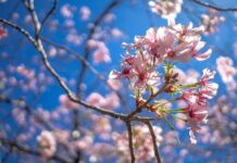 Vreme schimbătoare la început de săptămână în Slatina și județul Olt