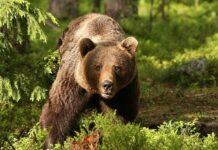 Schimbări privind gestionarea populației de urși în România