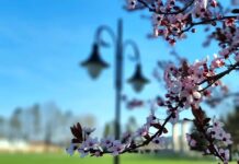 Vremea de Florii 2026 în Slatina și județul Olt: temperaturi plăcute, dar cu posibile ploi