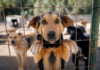 Slatina organizează un nou târg de adopție pentru câini
