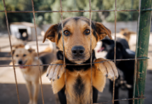 Slatina organizează un nou târg de adopție pentru câini