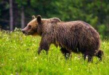 Alertă în județul Olt după apariția mai multor urși în zone locuite