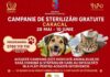 Campanie de sterilizare gratuită pentru câini și pisici de rasă comună, organizată la Caracal