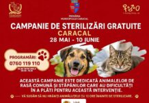 Campanie de sterilizare gratuită pentru câini și pisici de rasă comună, organizată la Caracal