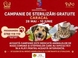 Campanie de sterilizare gratuită pentru câini și pisici de rasă comună, organizată la Caracal