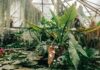 Sera tropicală din Craiova intră în execuție