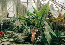 Sera tropicală din Craiova intră în execuție
