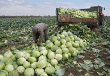 Varza timpurie se vinde la preț de pierdere în Olt. Fermierii ajung să lase recolta pe câmp