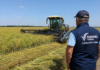 Start la campania de vară: rapița intră prima la recoltat la Agromec Vișina