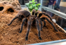 Expoziție de insecte, tarantule și reptile la Slatina