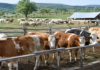 Alertă pentru crescătorii de animale din Slatina: risc de răspândire a febrei aftoase