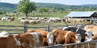 Alertă pentru crescătorii de animale din Slatina: risc de răspândire a febrei aftoase