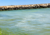 Plajele de la Marea Neagră acoperite de alge în plin sezon estival