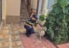 Polițiștii din Olt verifică modul în care sunt îngrijite animalele pe timp de caniculă
