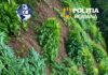 Cultură de canabis ascunsă printre porumb și viță-de-vie, descoperită la Balș