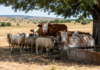 Animalele, vulnerabile în zilele toride. Avertismentul DSVSA Olt pentru fermieri și proprietari