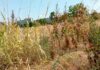 SLATINA. AMBROZIA (PLANTĂ OTRĂVITOARE), „CULTIVATĂ” PE DOMENIUL PUBLIC: LÂNGĂ PARC, ALEI PIETONALE, SPAȚII COMERCIALE, TROTUARE!
