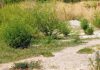 SLATINA. AMBROZIA (PLANTĂ OTRĂVITOARE), „CULTIVATĂ” PE DOMENIUL PUBLIC: LÂNGĂ PARC, ALEI PIETONALE, SPAȚII COMERCIALE, TROTUARE!