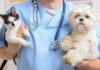 Sterilizări gratuite la Caracal, în luna septembrie. Programările au început